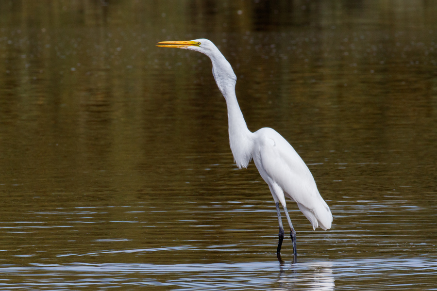 Great Egret