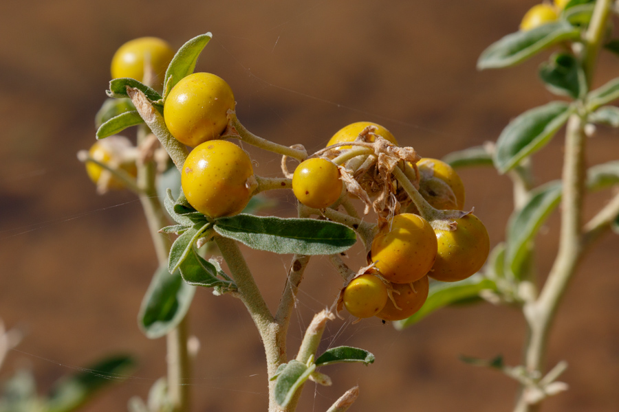 Desert Hackberry