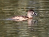 Ring-necked Duck