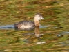 Pied-billed Grebe