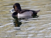 Ring-necked Duck