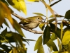 Chestnut-sided Warbler