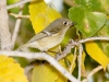 Ruby-crowned Kinglet