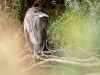 Black-crowned Night Heron