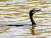 Neotropic Cormorant