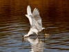 Snowy Egret