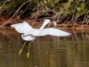 Snowy Egret