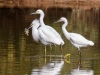 Snowy Egret