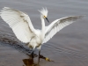 Snowy Egret