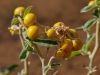 Desert Hackberry