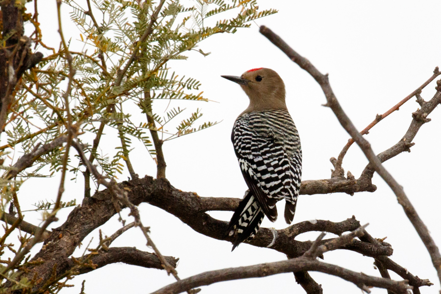 Gila Woodpecker