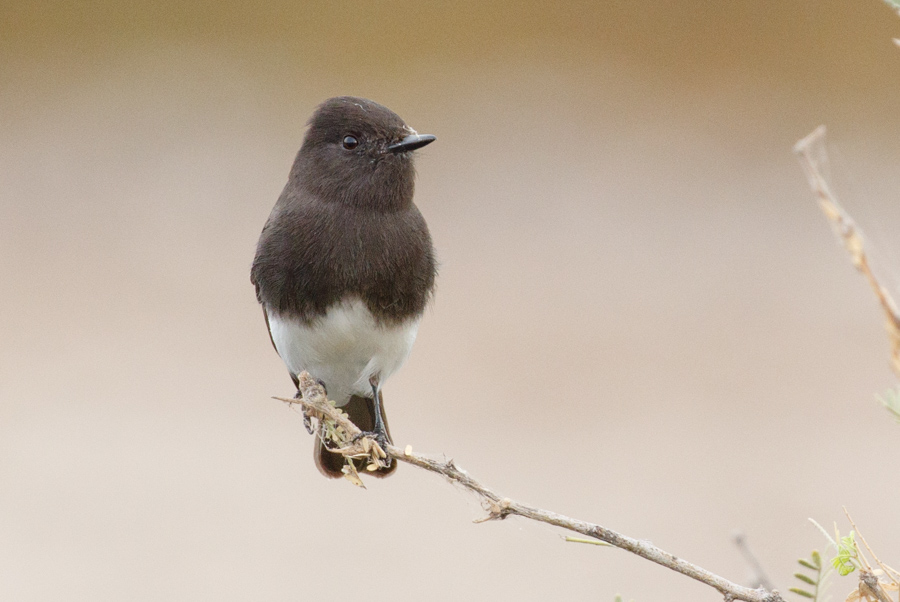 Black Phoebe