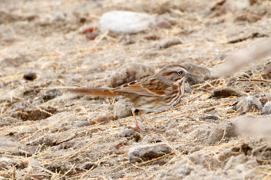 Song Sparrow