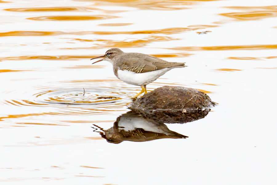 Spotted Sandpiper