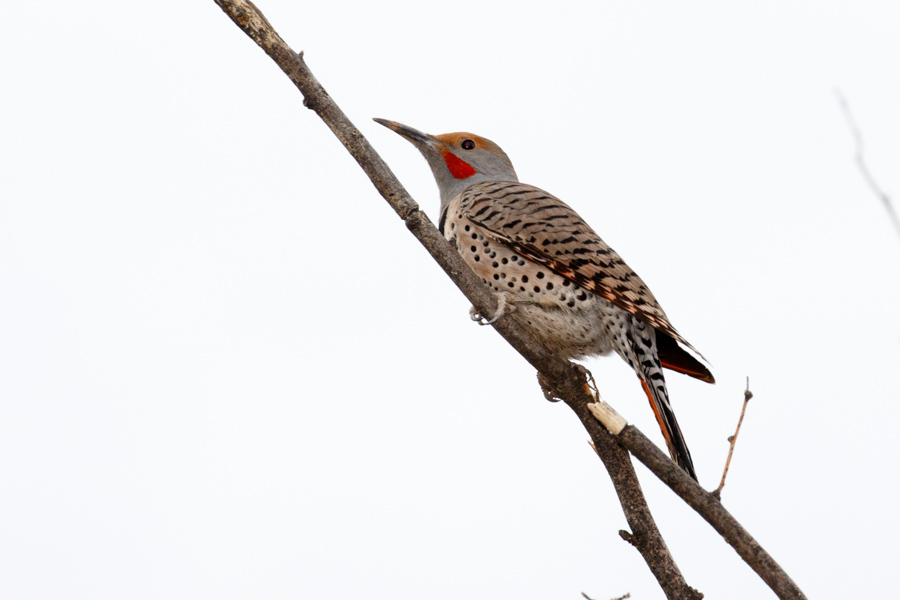 Northern Flicker