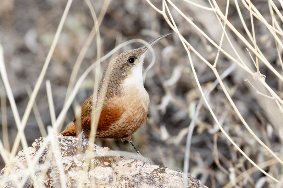 Canyon Wren