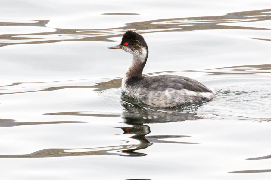 Eared Grebe