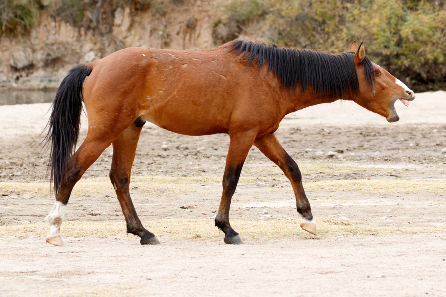 Wild horse