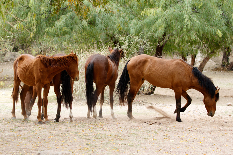 Wild horses