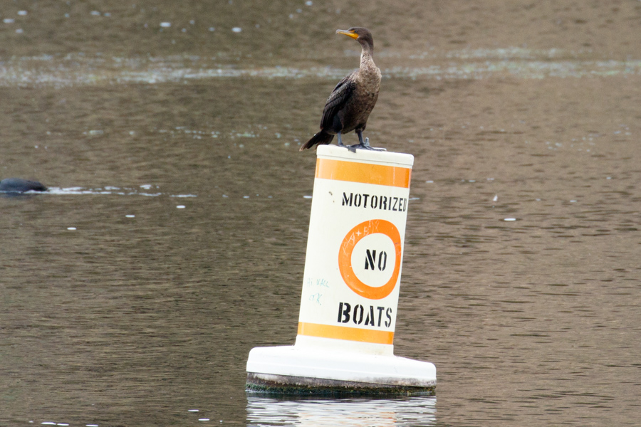 Double-crested Cormorant