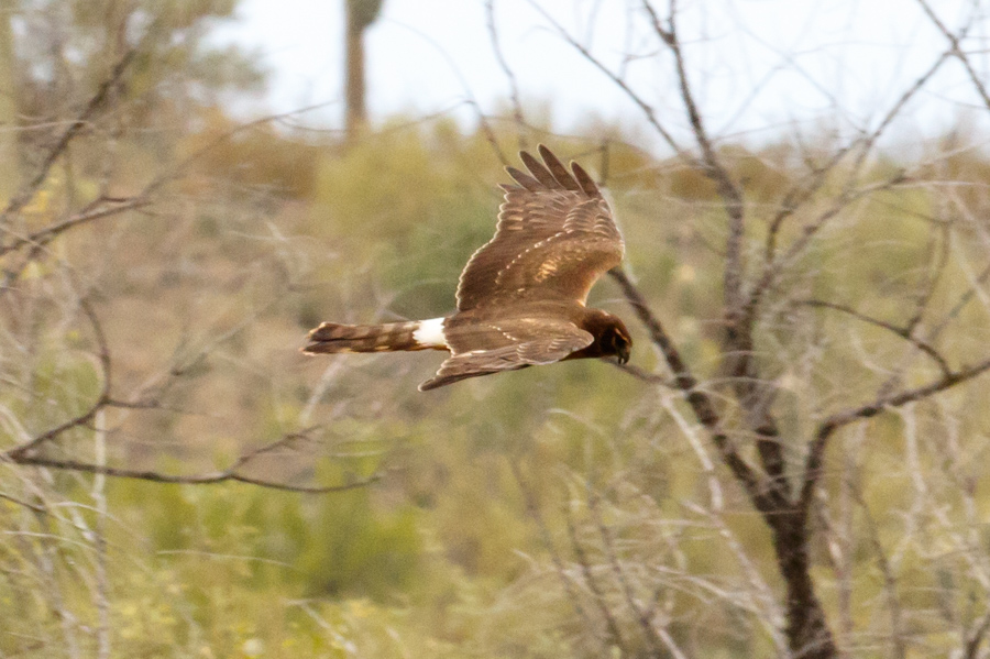 Northern Harrier