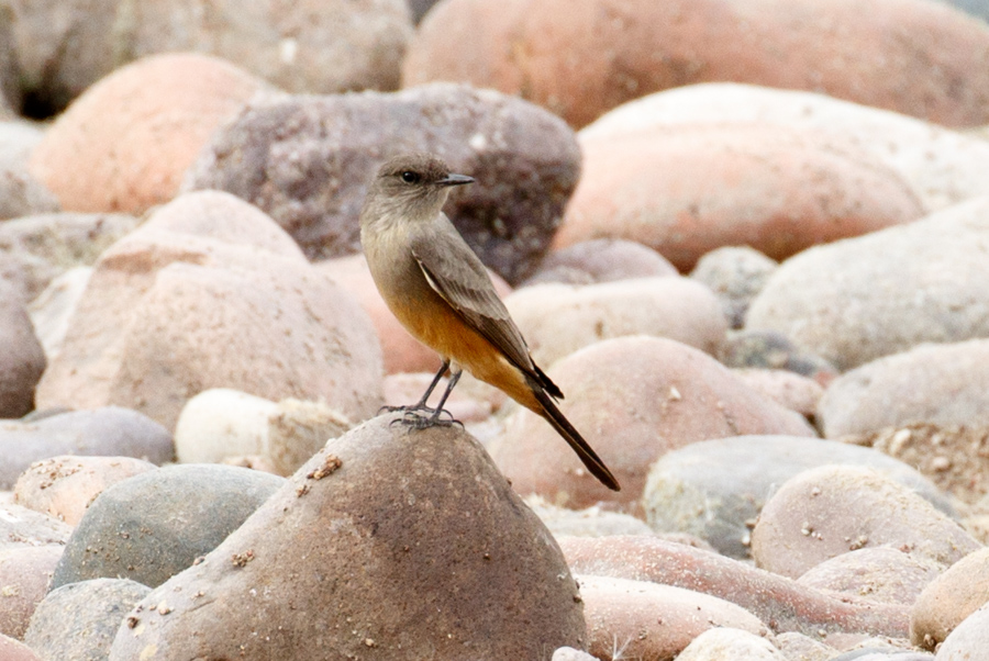 Say\'s Phoebe