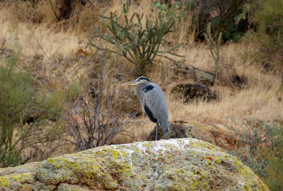 Great Blue Heron