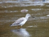 Greater Yellowlegs