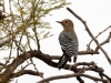 Gila Woodpecker