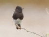 Black Phoebe