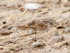 Song Sparrow