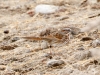 Song Sparrow