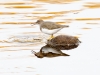 Spotted Sandpiper