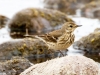 American Pipit