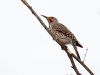 Northern Flicker