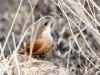 Canyon Wren