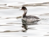 Eared Grebe