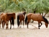 Wild horses