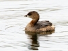 Pied-billed Grebe