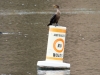 Double-crested Cormorant