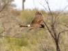 Northern Harrier