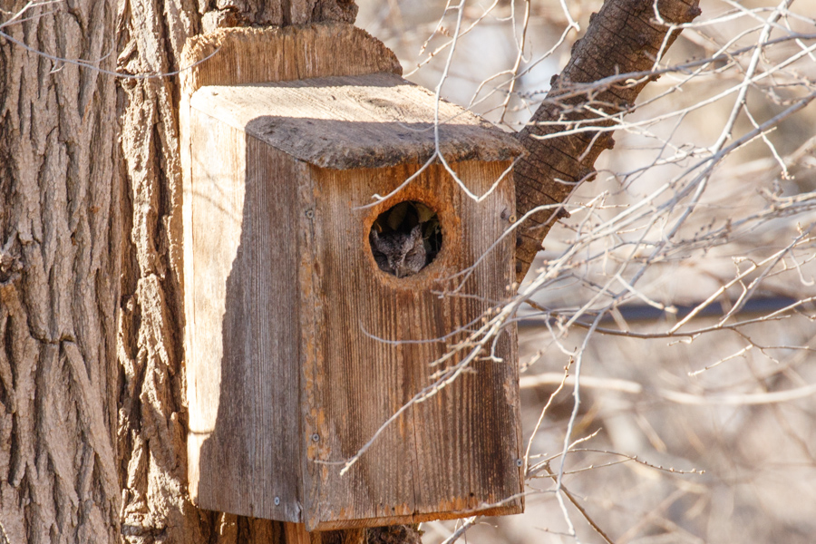 Western Screech Owl