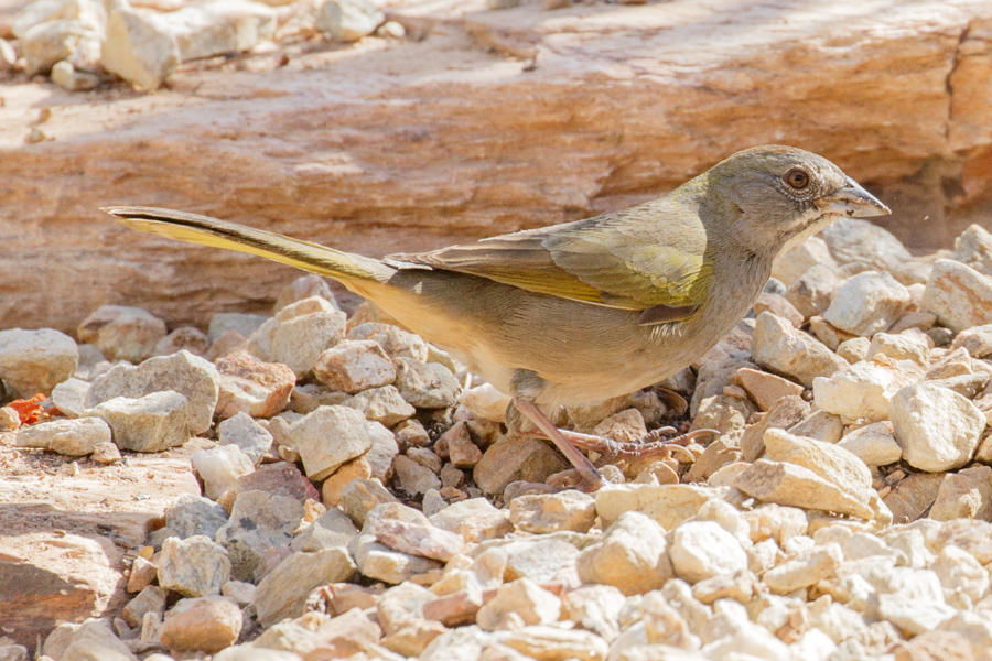 Green-tailed Towhee