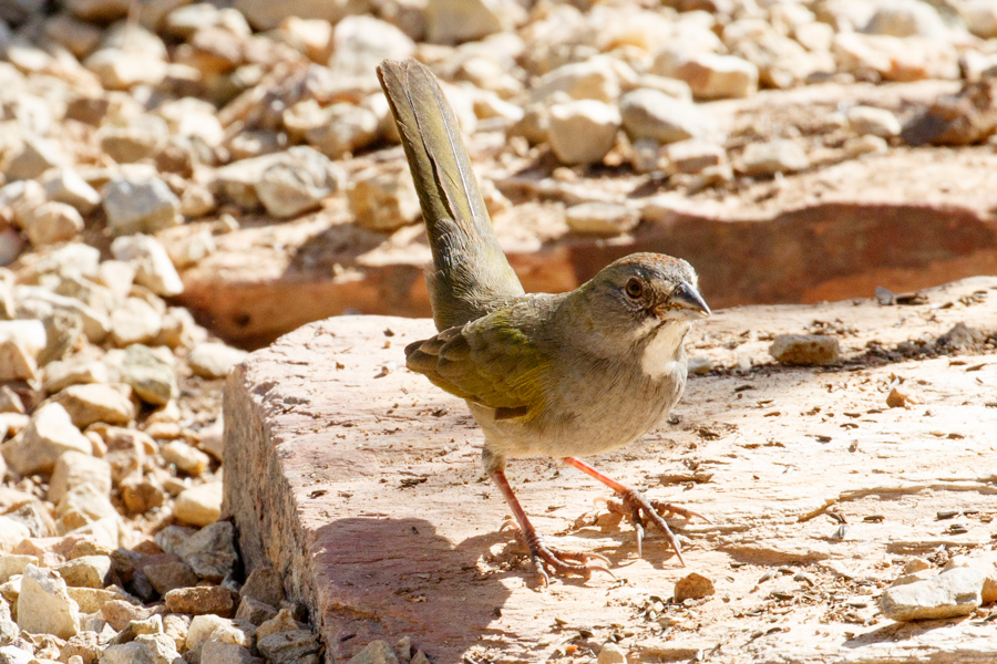 Green-tailed Towhee