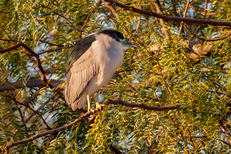 Black-crowned Night Heron