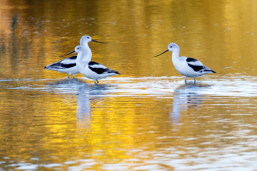 American Avocet