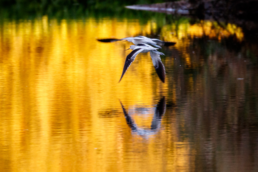 American Avocet