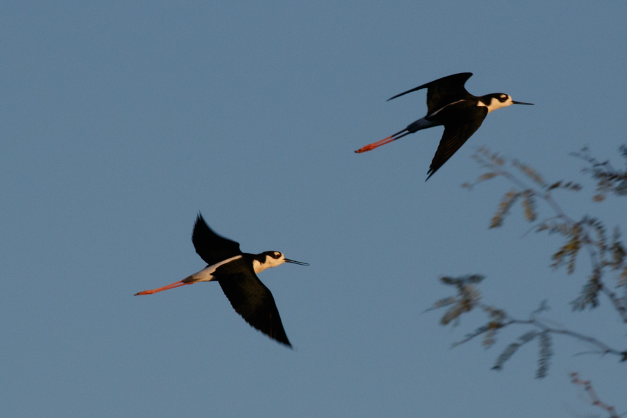 Black-necked Stilts