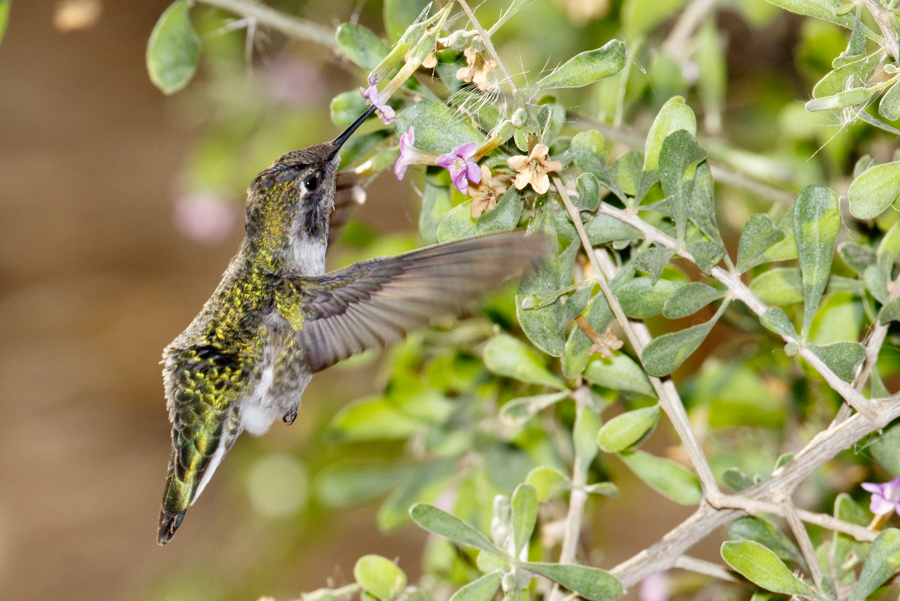 Anna\'s Hummingbird