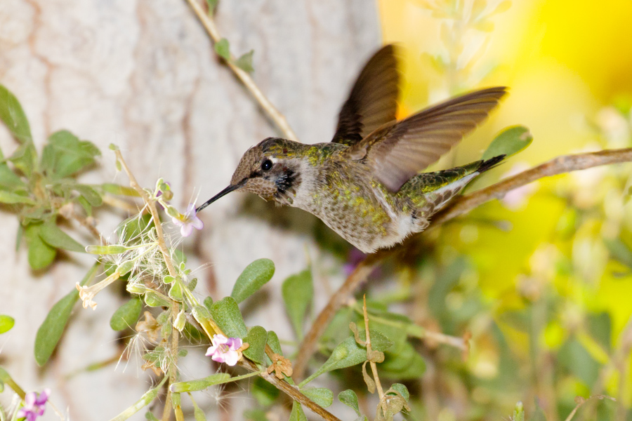 Anna\'s Hummingbird